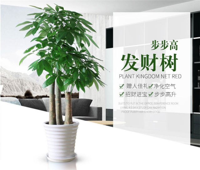 發(fā)財(cái)樹
