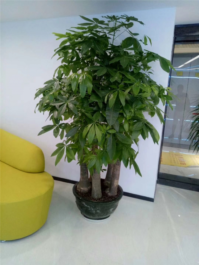 五桿發財樹