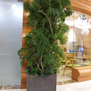 細(xì)葉福祿桐